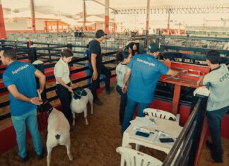 Com mais de 500 baías vendidas Caprishow Dormentes destaca potencial da caprinovinocultura