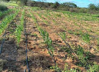 Prefeitura de Petrolina auxilia agricultores beneficiados pelo Programa Terra Forte na montagem de sistema de irrigação