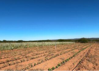 Prefeitura de Petrolina mantém programas de incentivo à agricultura familiar no município